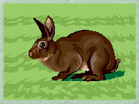 animal02.jpg