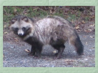 animal03.jpg