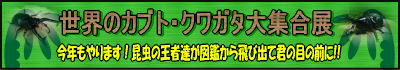 kabuto_kuwagata_exhibition.png