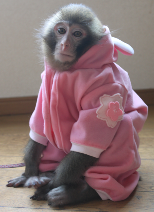 tarojiroitimon_sakura.png